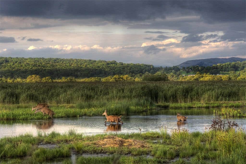 Red deer at Leighton Moss nature reserve