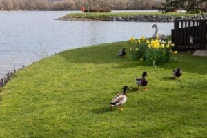Ducks on the lawn by the lake at Keer Lodge